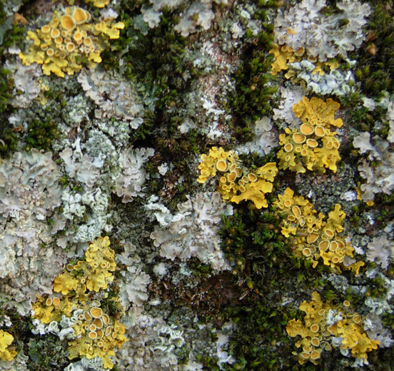 Sempre Xanthoria parietina?